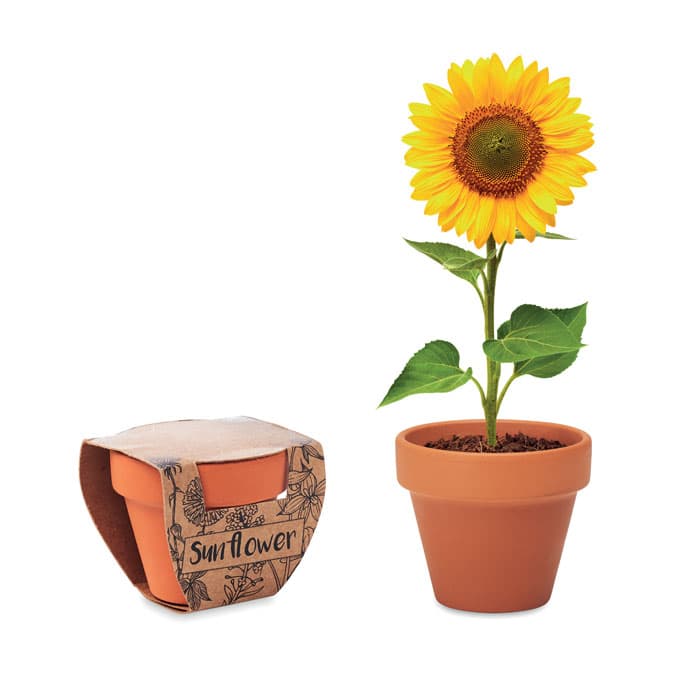 SUNFLOWER-Testos