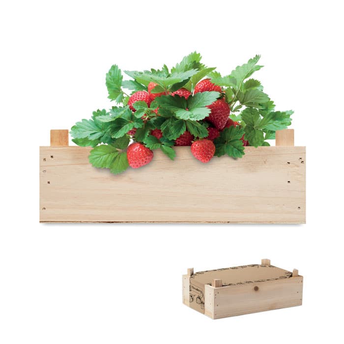 STRAWBERRY-Caixa